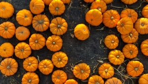 pumpkin spice