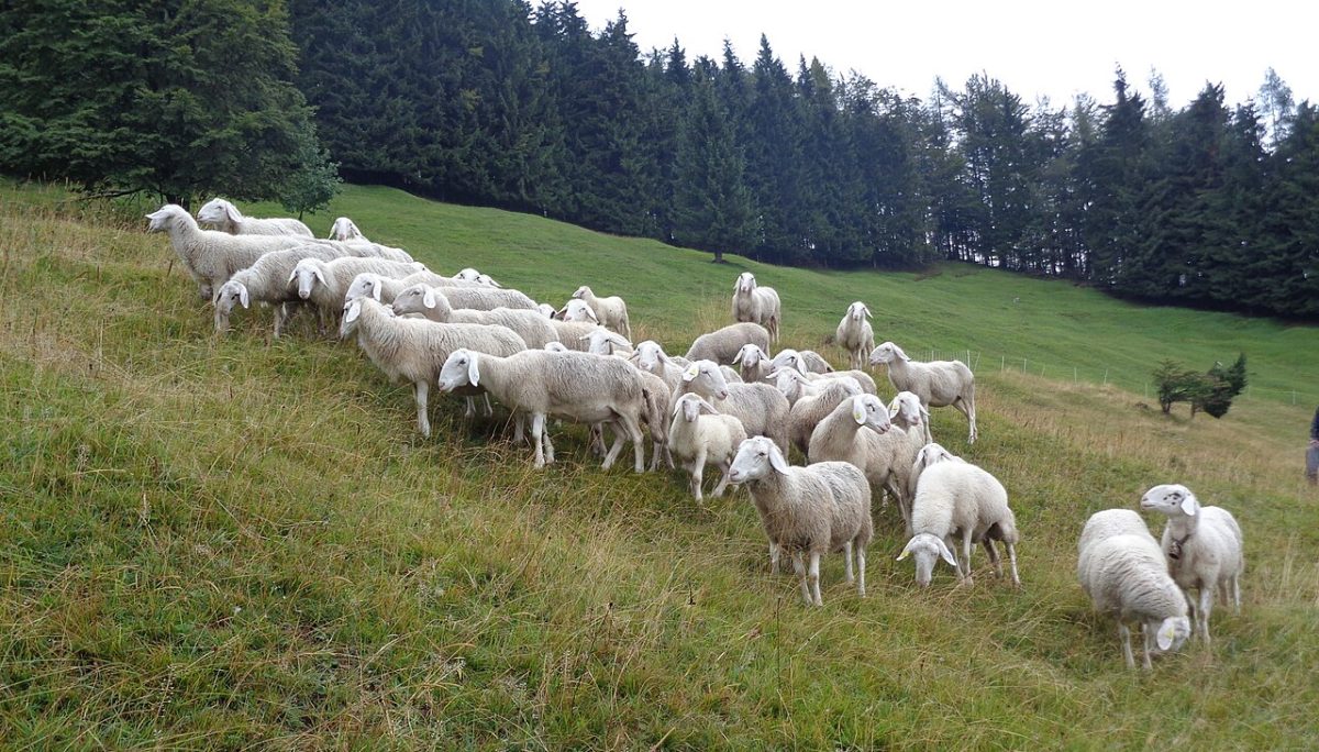 Uprava za veterinarstvo opozarja na širjenje kuge drobnice