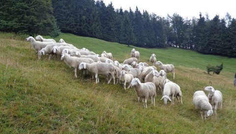 Uprava za veterinarstvo opozarja na širjenje kuge drobnice