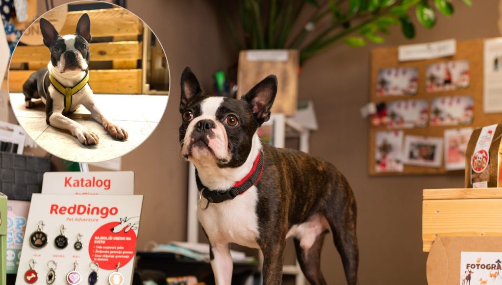 Corni in Zommy (Foto: Arhiv Sonny/Arh Photo Team)