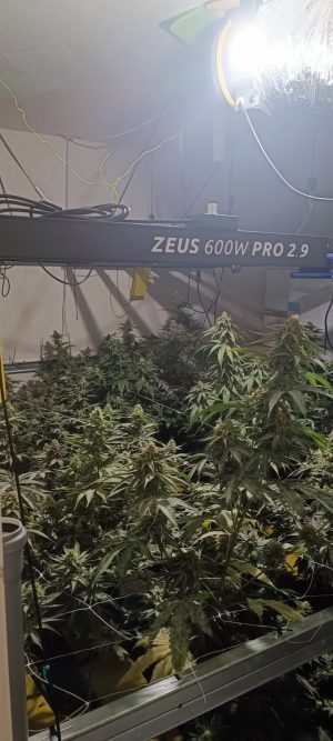 Hišna preiskava, konoplja