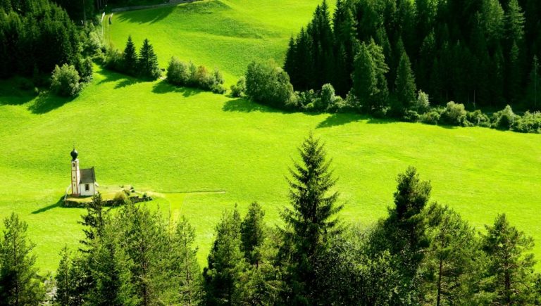 Ste med 400.000 Slovenci, ki jih bo v gozdu zdaj spremljala mobilna aplikacija? (Foto: Boris Misevic/Unsplash)