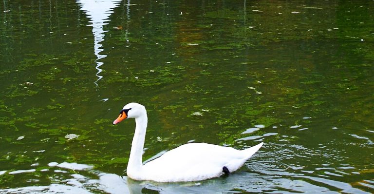 Pri labodu v Lenartu odkrili ptičjo gripo.