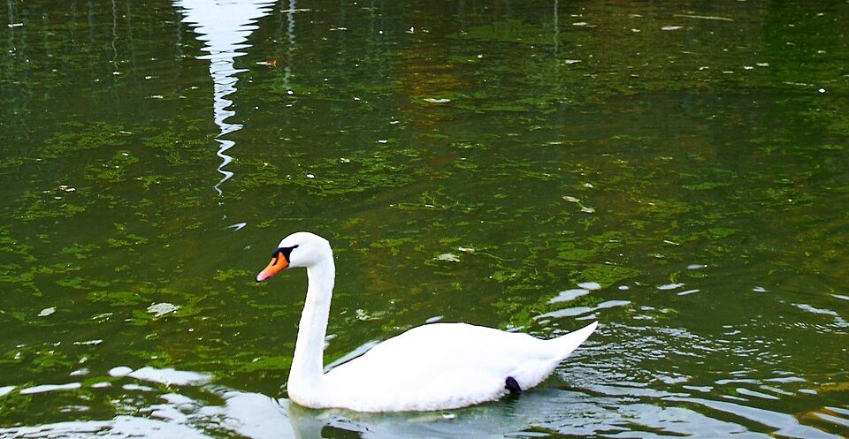 Pri labodu v Lenartu odkrili ptičjo gripo.