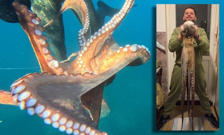 hrvaški ribič in hobotnica