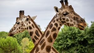 skrivnosti živalski vrtovi 1