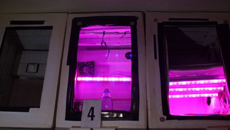 Murska Sobota, prepovedana droga