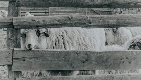 cepljenje bolezen modrega jezika 1