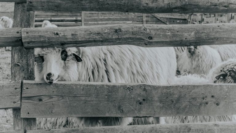 cepljenje bolezen modrega jezika 1