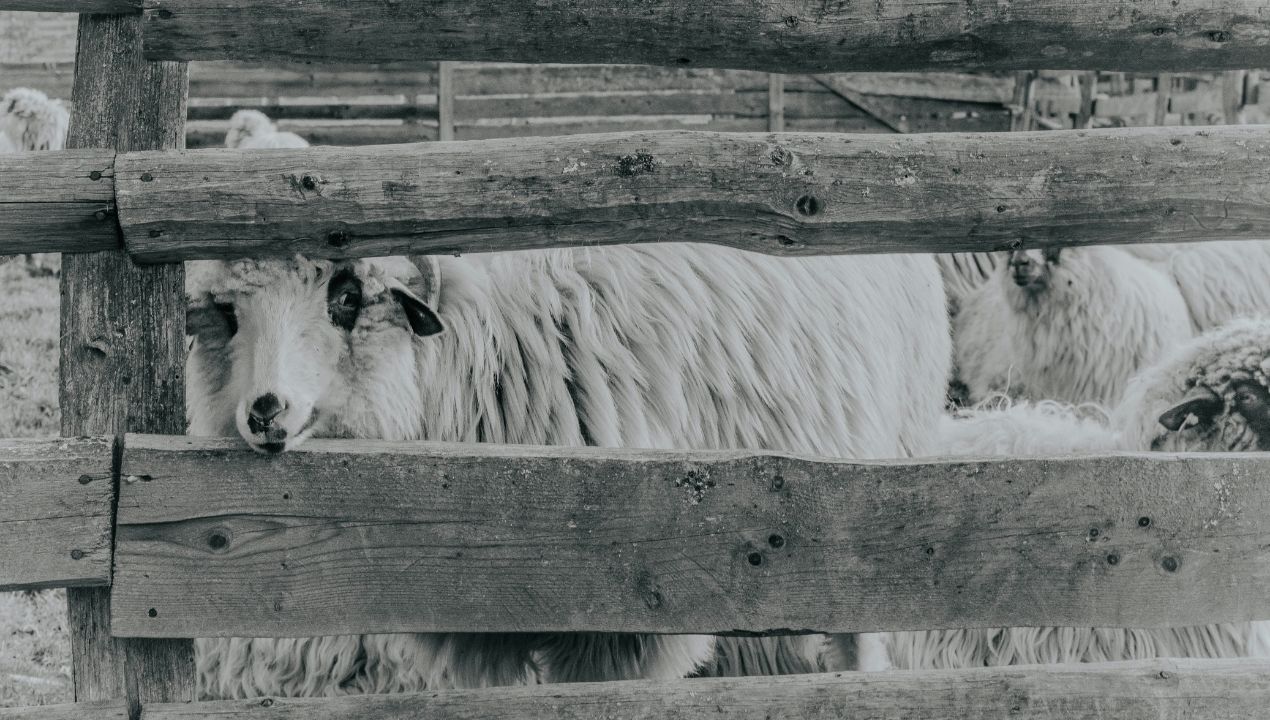 cepljenje bolezen modrega jezika 1