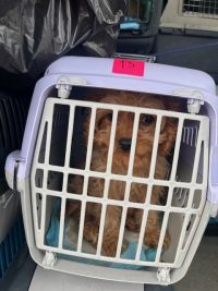 Ukrajinec v kombiju prevažal pse in mačke