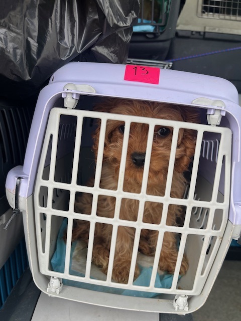 Ukrajinec v kombiju prevažal pse in mačke