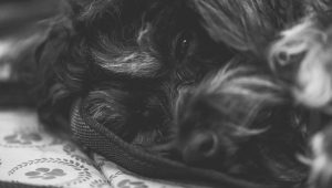 nove pasme psov 2026