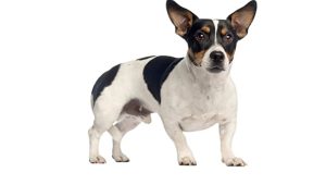 nove pasme psov 2026