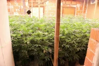 V Murski Soboti zasegli 220 sadik konoplje in orožje