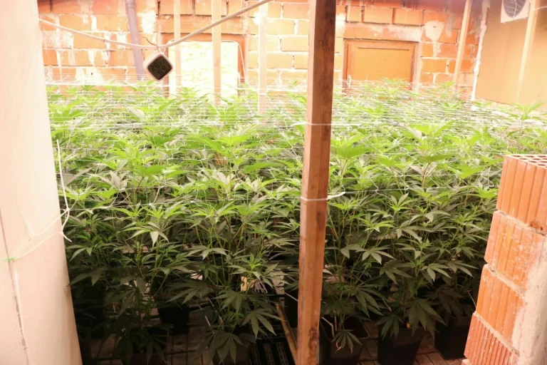 V Murski Soboti zasegli 220 sadik konoplje in orožje