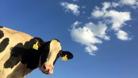 cepljenje goveda modrikasti jezik