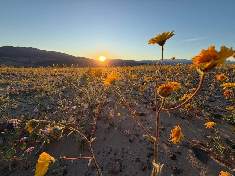 Neverjetni prizori: Ena najbolj vročih in suhih puščav se je spremenila v pravi barvit raj