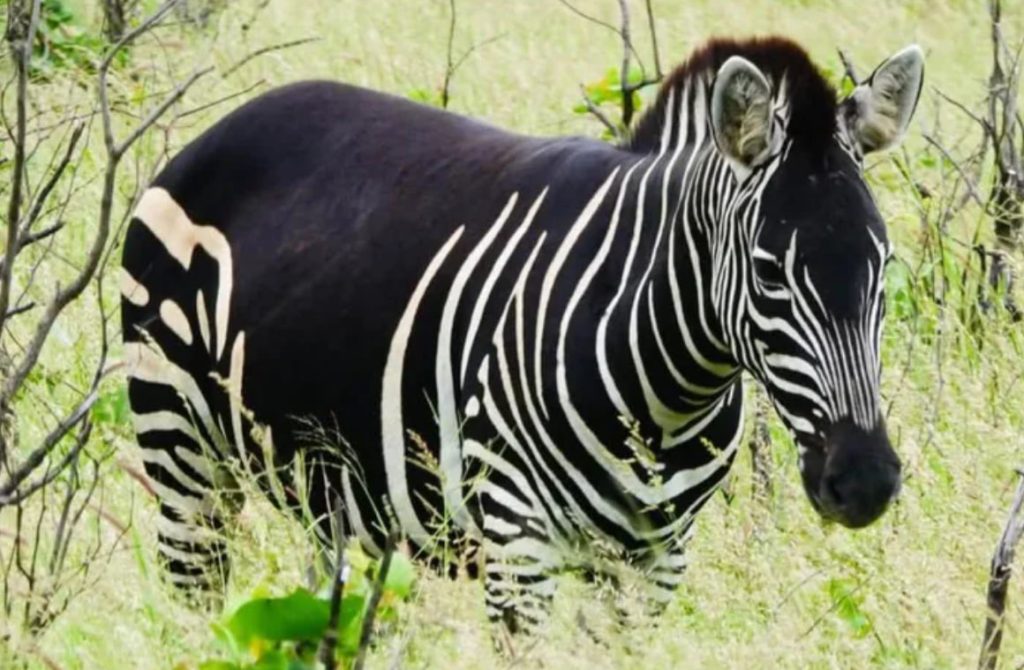 V narodnem parku opazili zebro, kakršne še niste videli