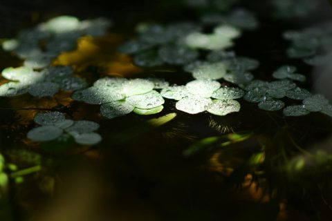 Grosuplje: Moškega porinila v ribnik, ga pretepla in pobegnila