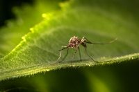 Veste, zakaj v Sloveniji v naravi ne uporabljamo insekticidov proti komarjem?