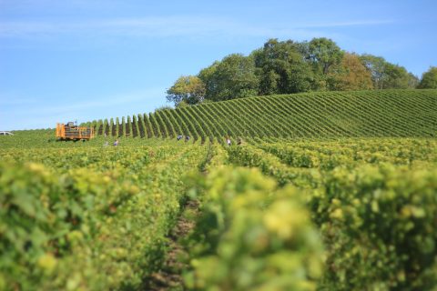 Grozljiva nesreča v slovenskem vinogradu se je končala tragično