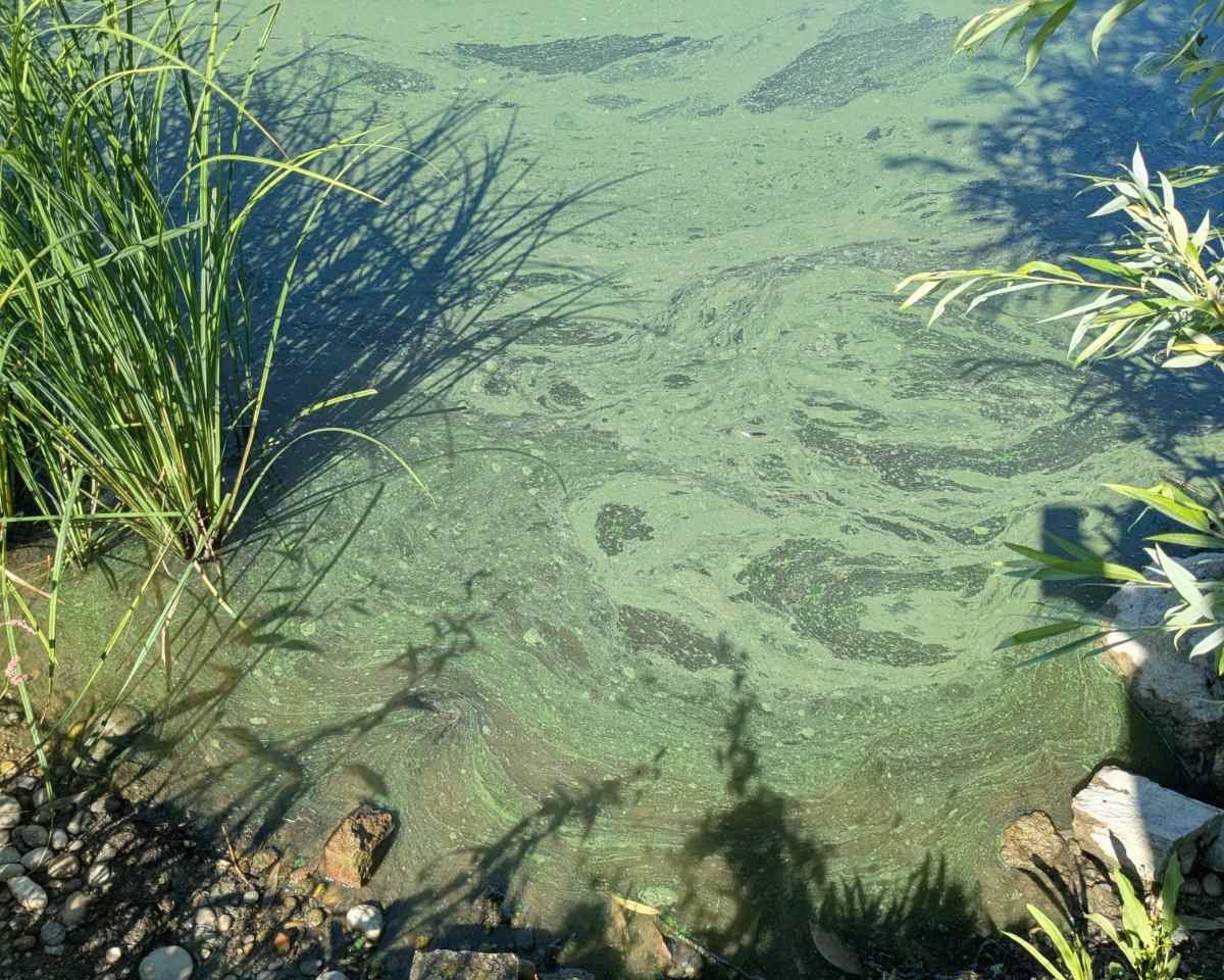 Opozorilo obiskovalcem priljubljenega slovenskega jezera: Izogibajte se zelenim goščam v vodi