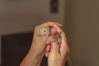 Znova aretiran zaradi mučenja živali: Tokrat je v enem večeru umrlo kar 30 hrčkov