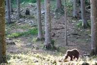 pohorje medved
