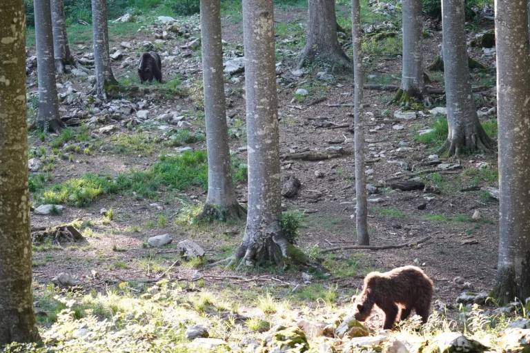 pohorje medved