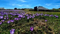 velika planina
