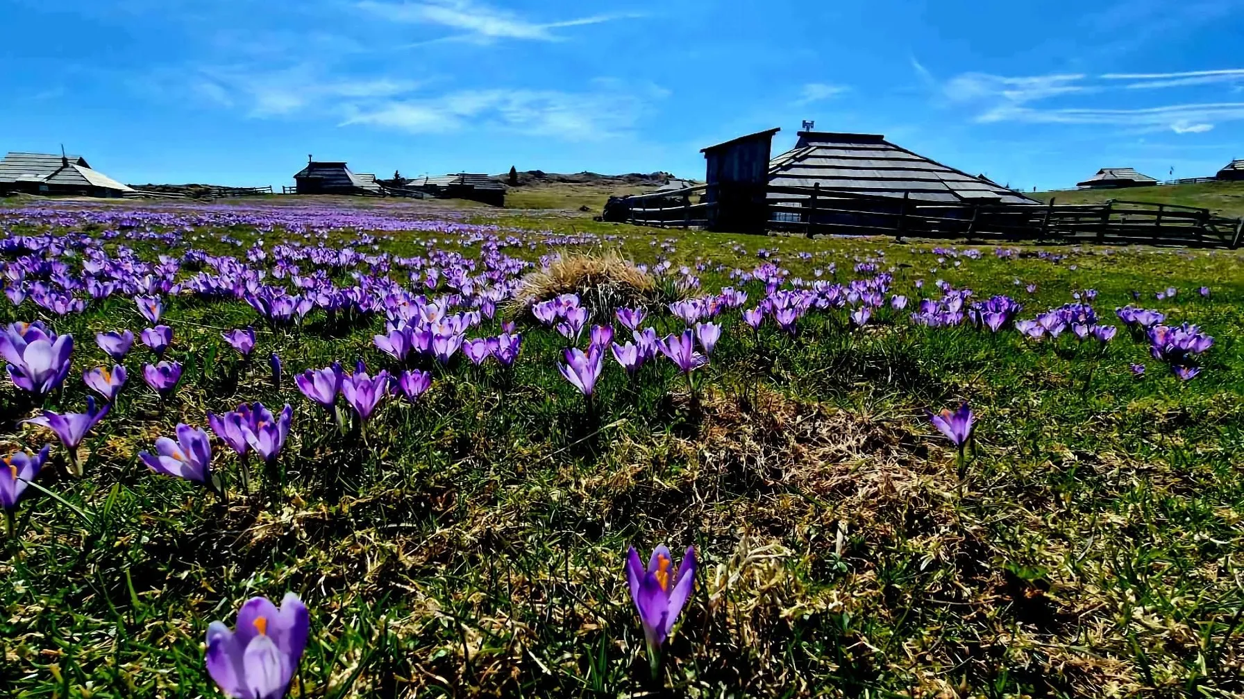 velika planina